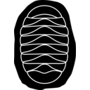 Polyplacophora