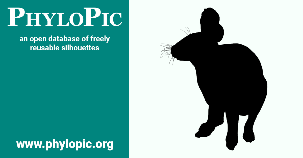 Nesolagus netscheri by Bongopete (photograph) (CC BY 4.0) - PhyloPic