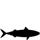 Scomber japonicus
