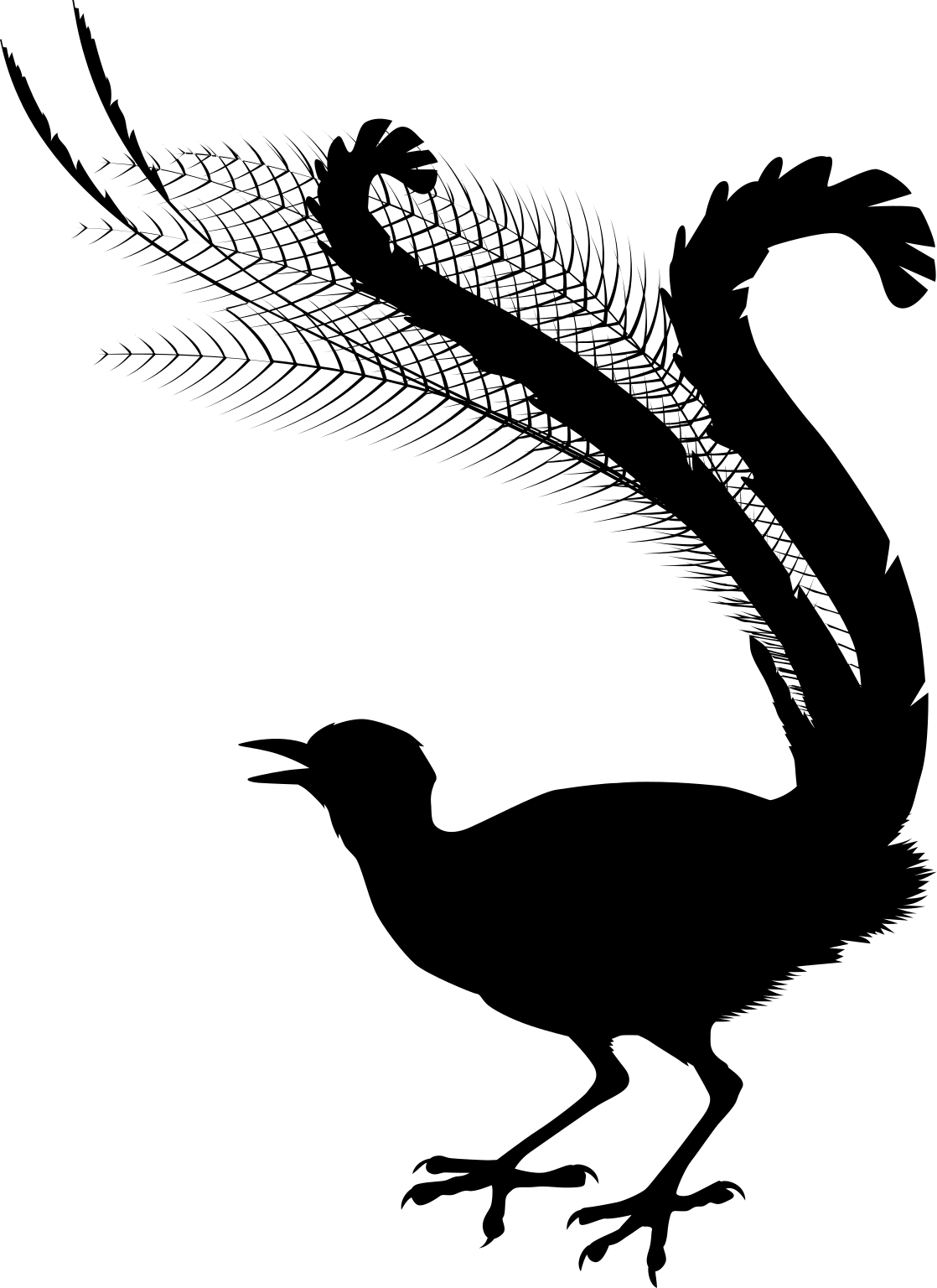 Menura novaehollandiae