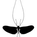 Deuterophlebia mirabilis