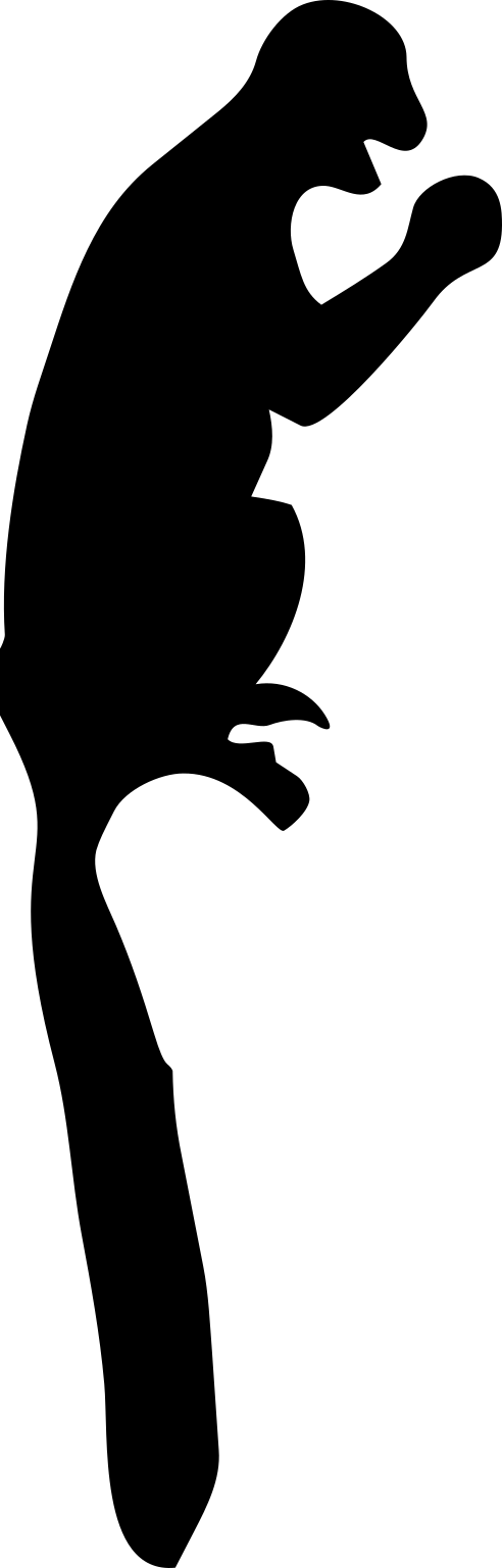 Ganlea megacanina