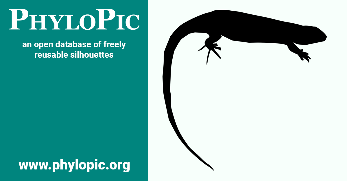 Lacerta agilis by Alejandro Ibáñez Ricoma (CC BY 4.0) - PhyloPic
