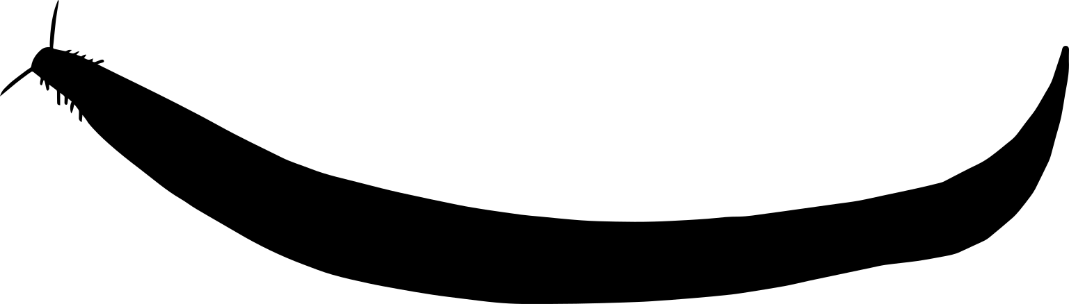 Pikaia gracilens