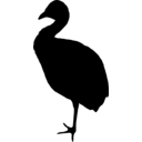 Psophia crepitans
