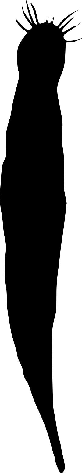 Gnathostomula peregrina