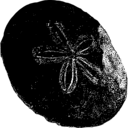 Scutella