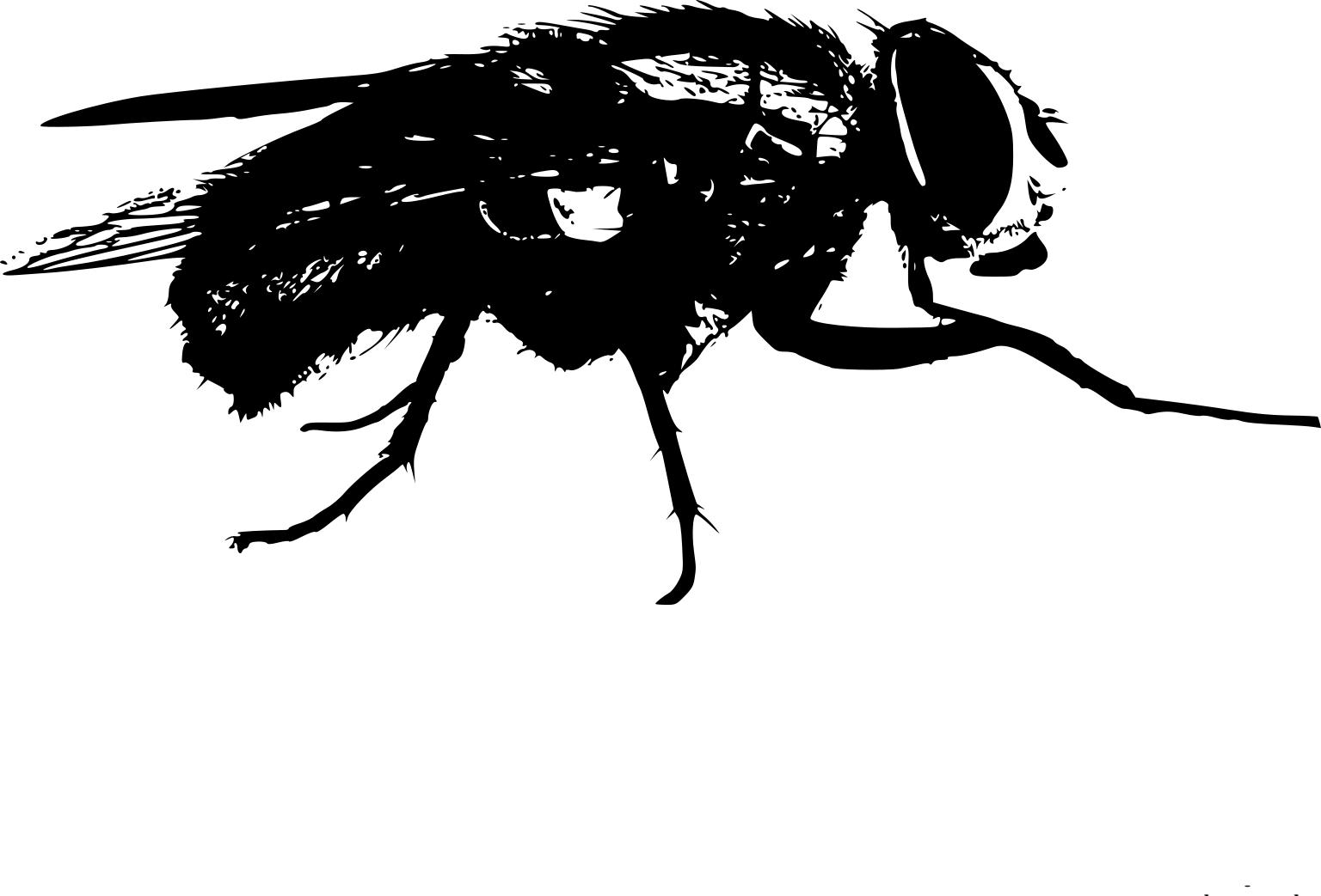 Calliphoridae