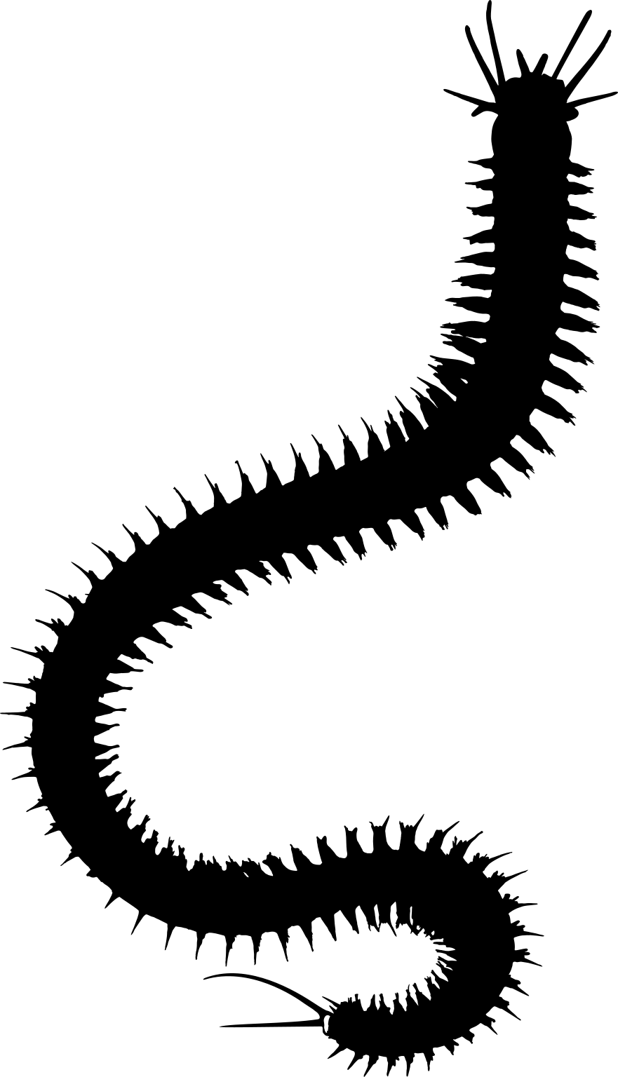 Nereis