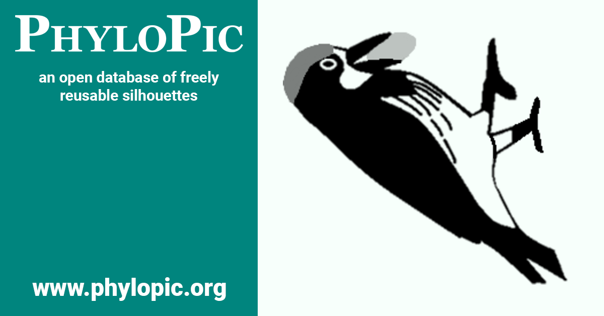 Melanerpes formicivorus by Edwin Price (CC BY 4.0) PhyloPic