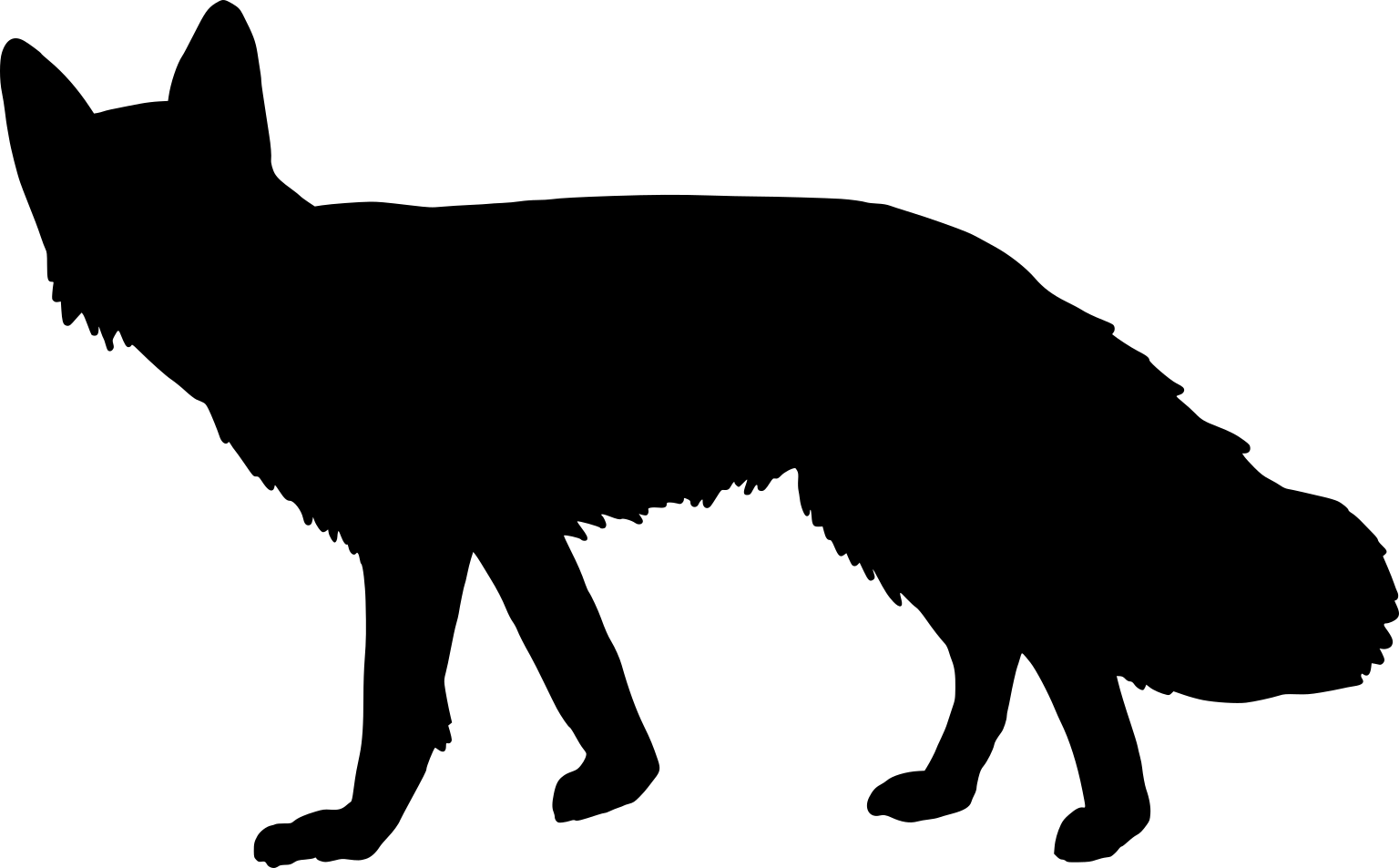 Vulpes velox