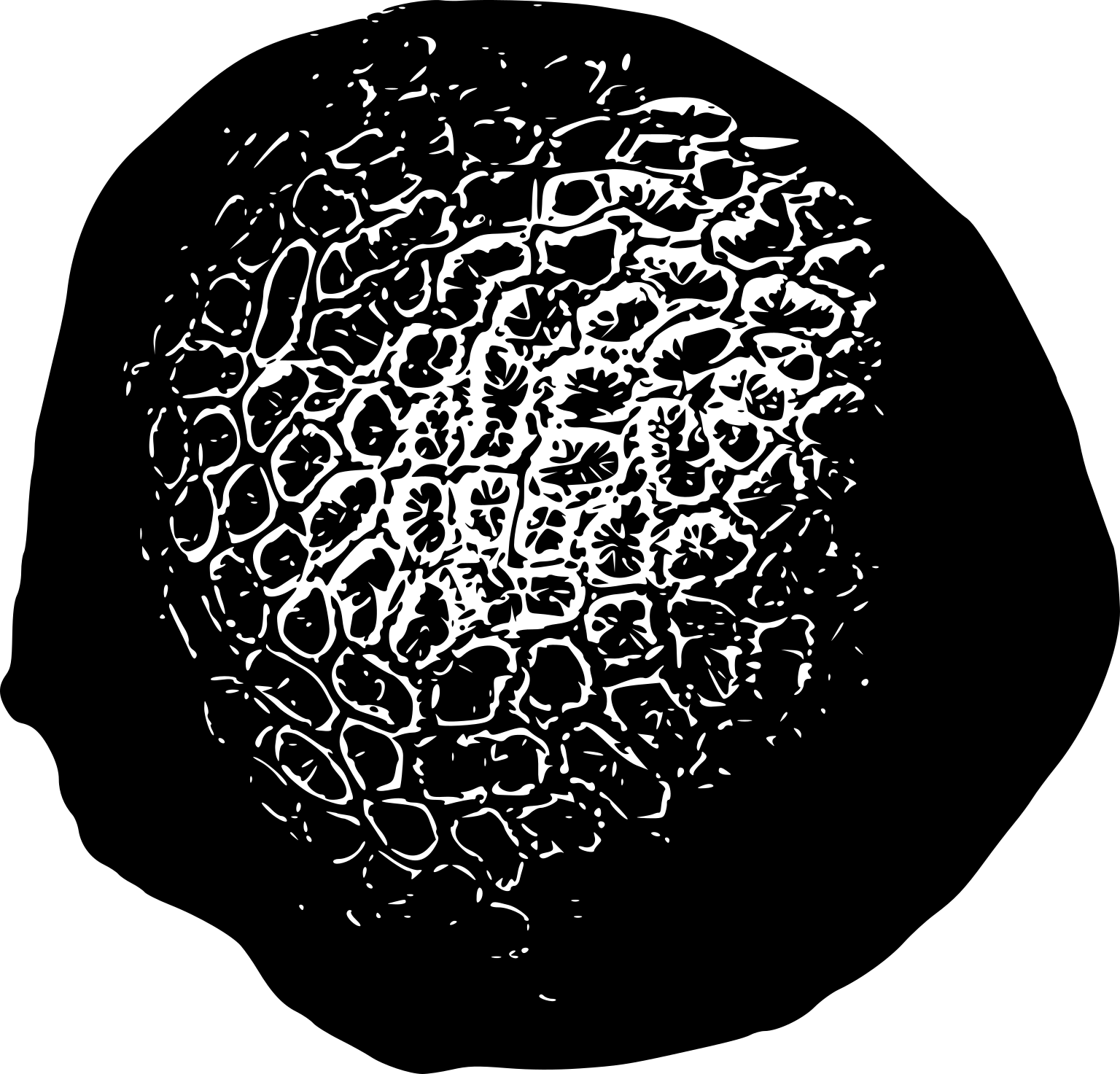 Dichocoenia stokesii