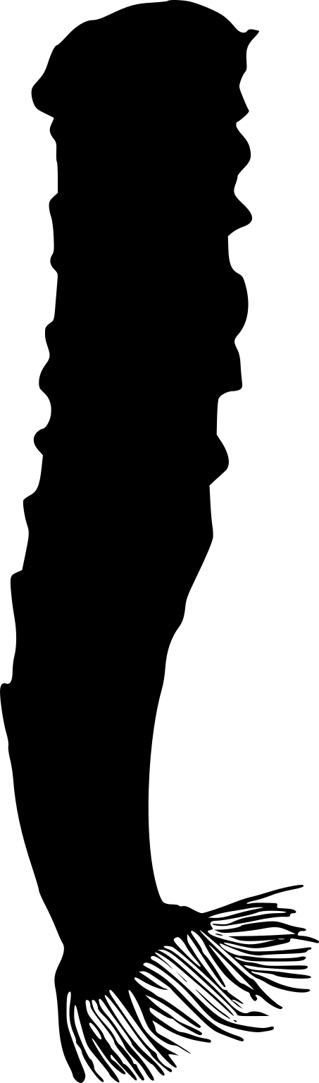 Euplectella aspergillum