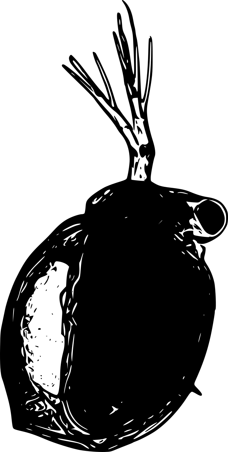 Ceriodaphnia dubia