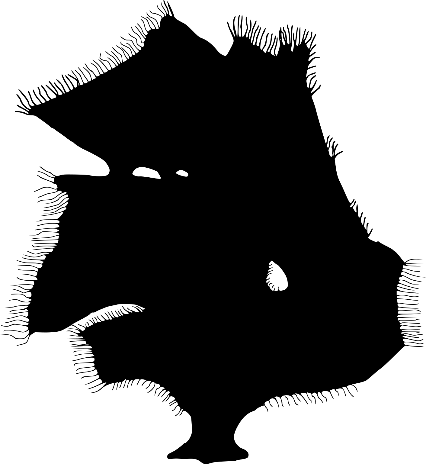Asconema setubalense
