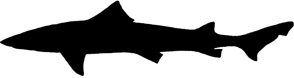 Triakis semifasciata