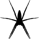 Pisaura mirabilis