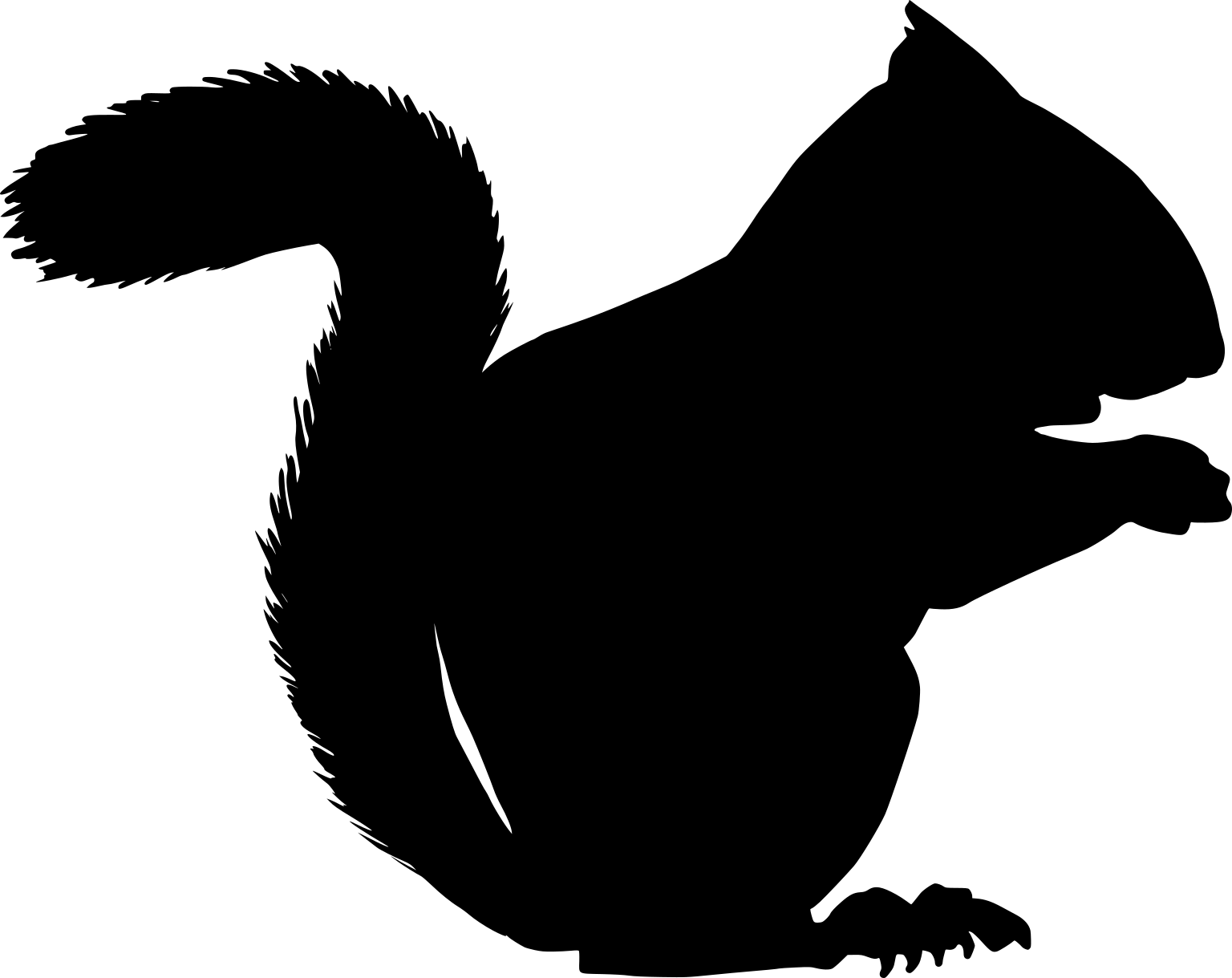 Tamiasciurus hudsonicus