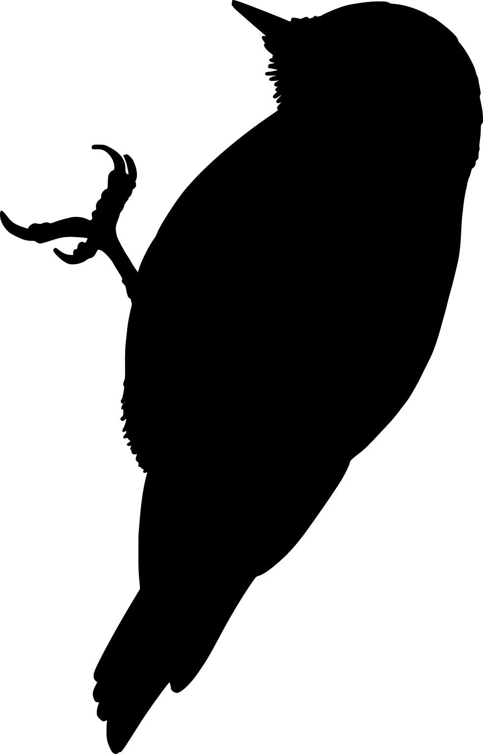 Dryobates pubescens