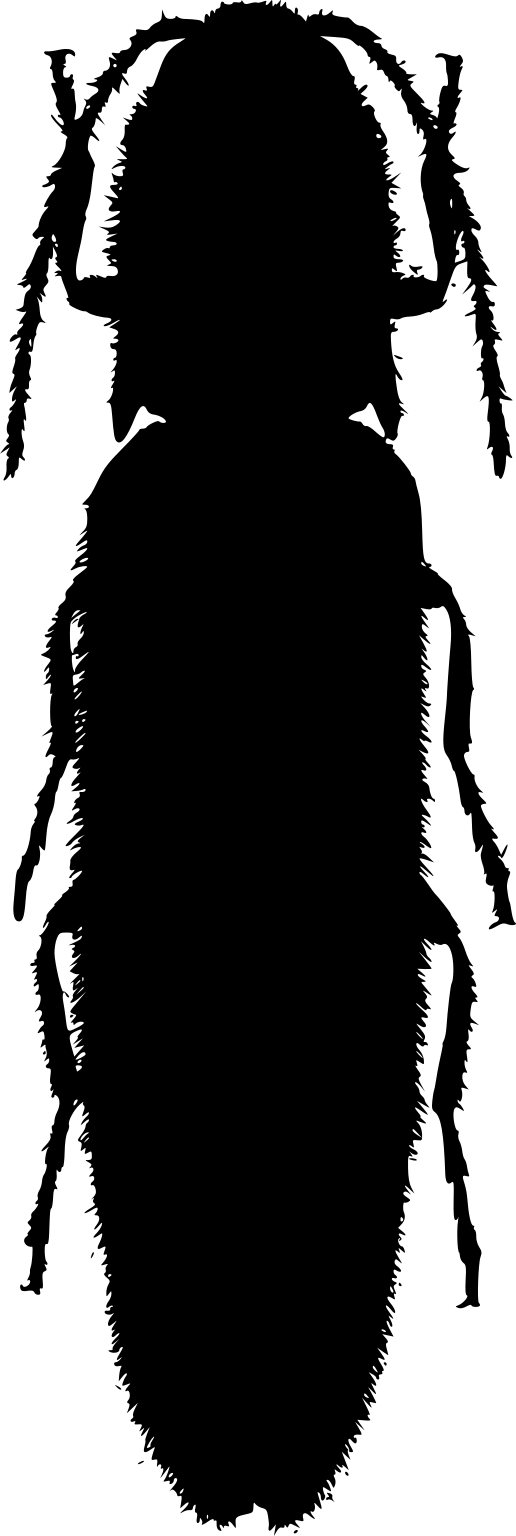 Sinopyrophorus schimmeli