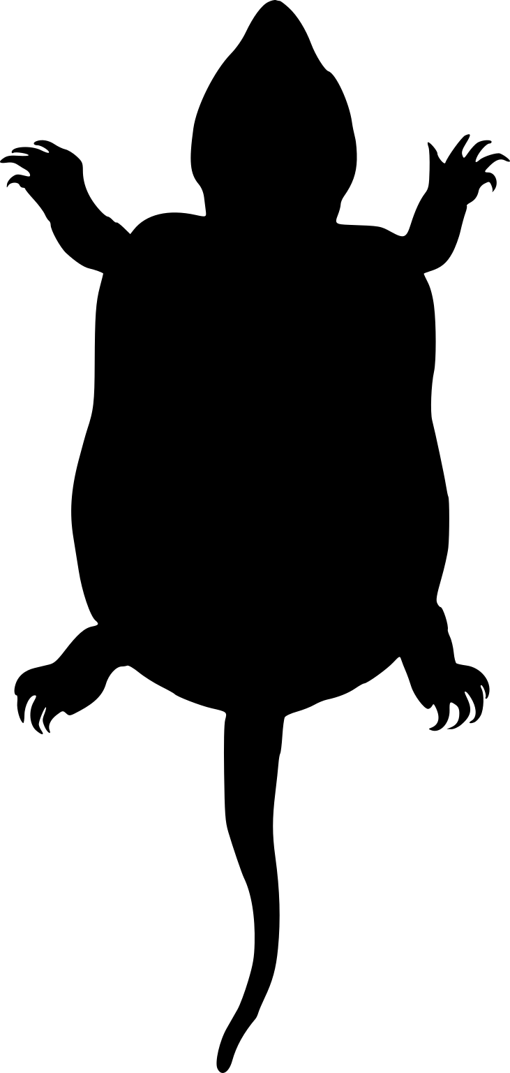 Platysternon megacephalum