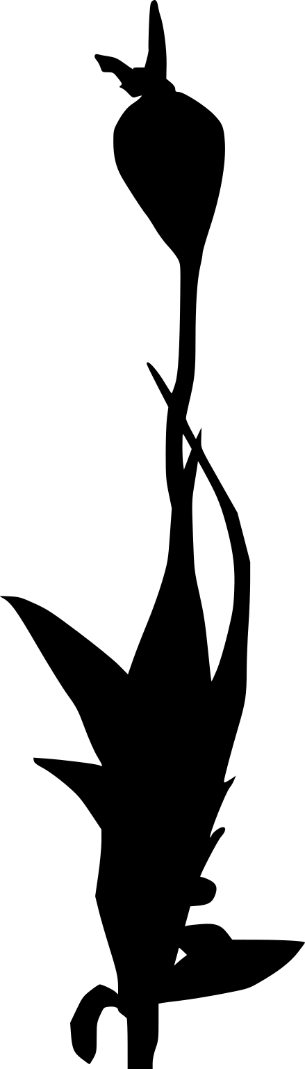 Physcomitrium pyriforme