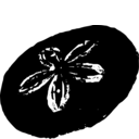 Scutella