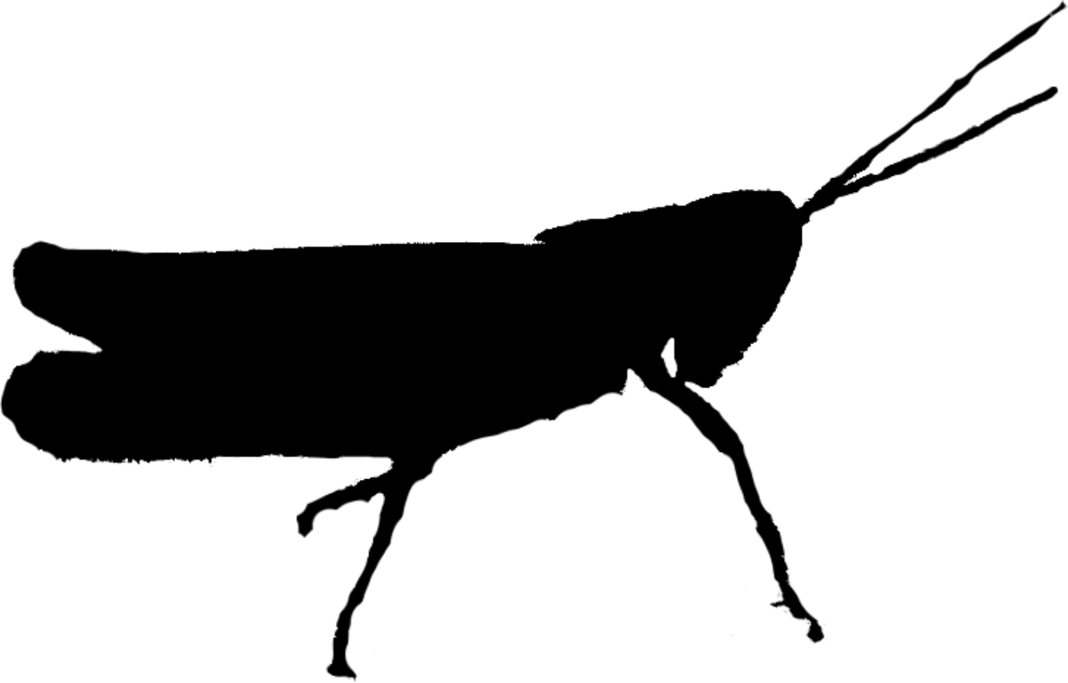 Chorthippus apricarius