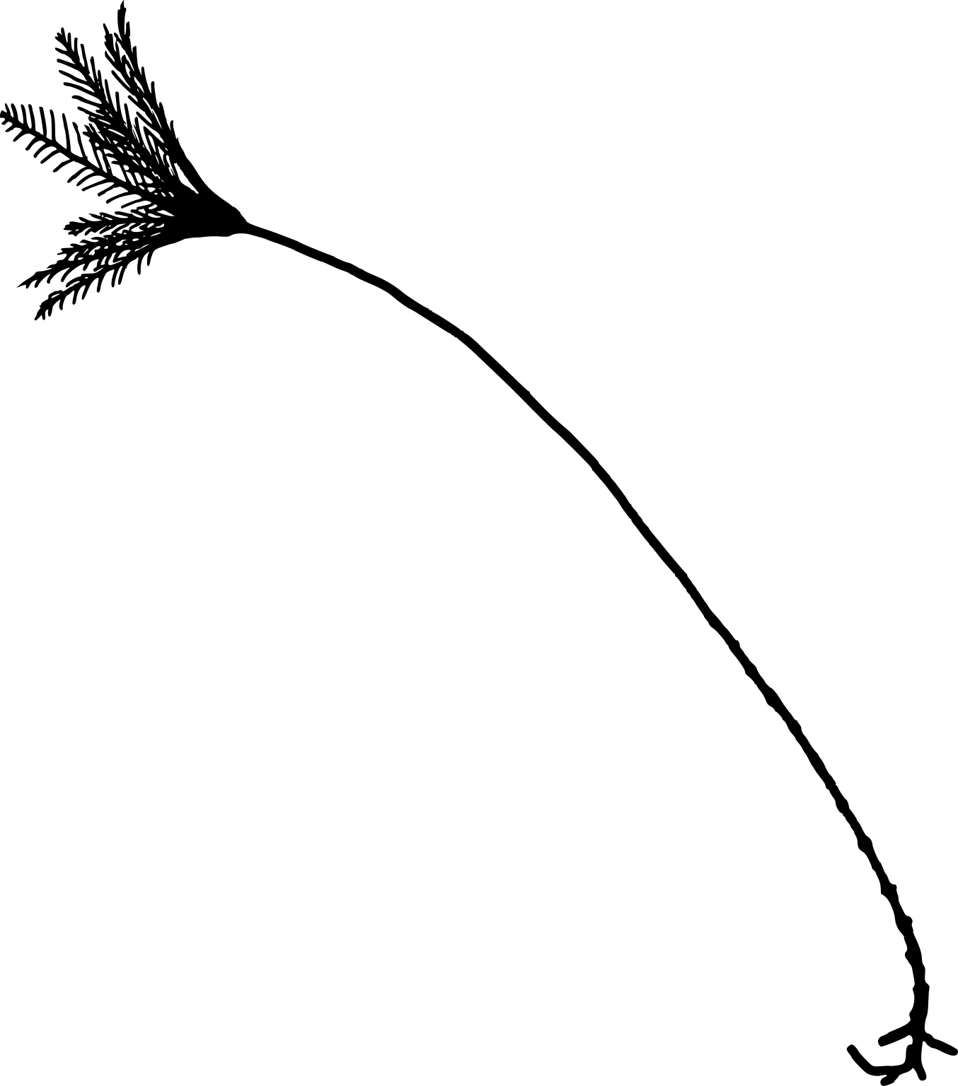 Bathycrinus