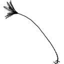 Bathycrinus