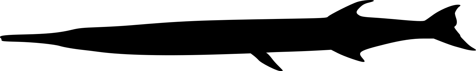 Tylosurus crocodilus