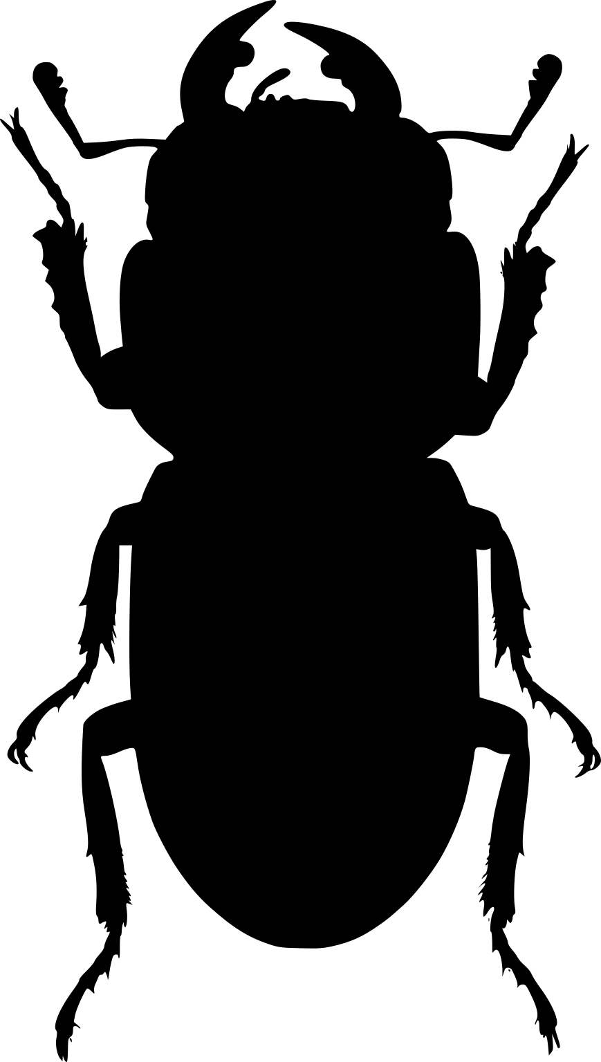 Dorcus parallelipipedus