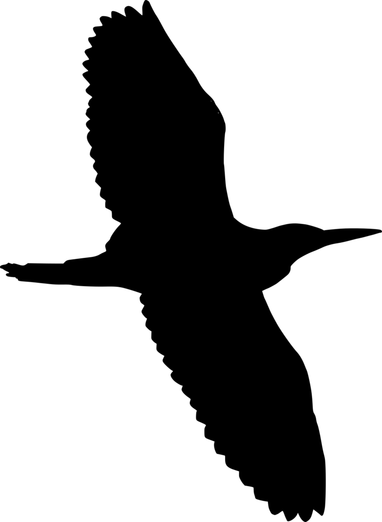 Butorides virescens