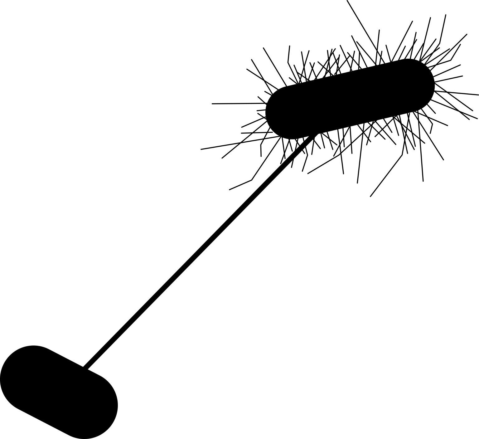 Escherichia coli