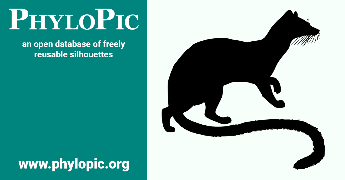 Poiana leightoni (PDM 1.0) PhyloPic