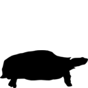 Kinixys erosa