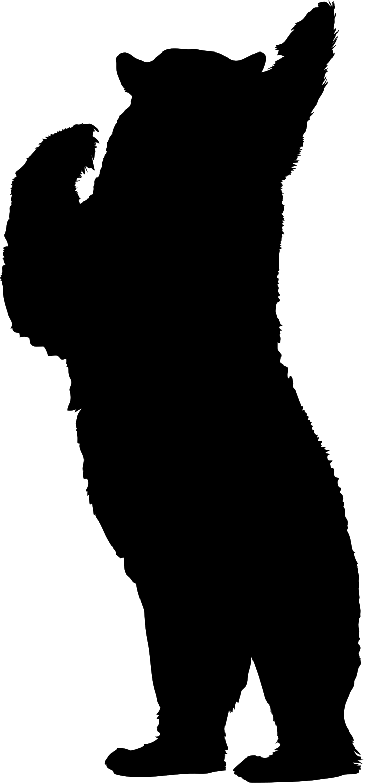 Ursus americanus