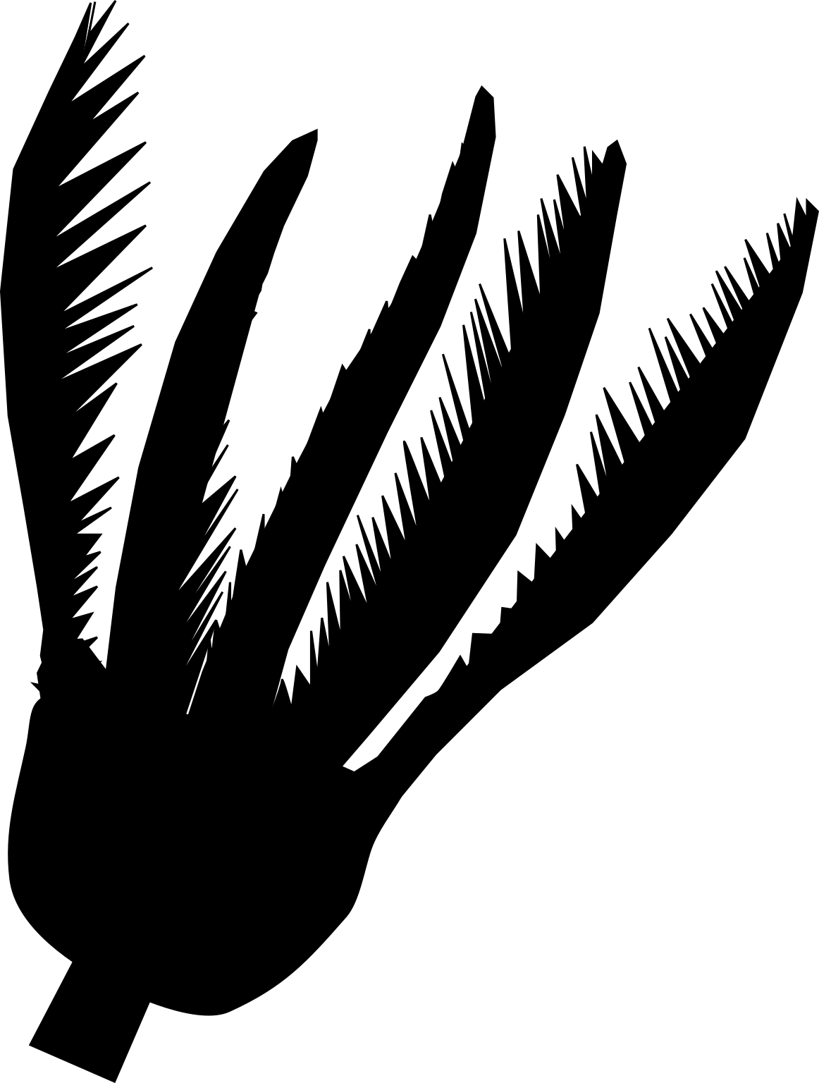 Crinoidea