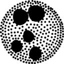 Volvox carteri