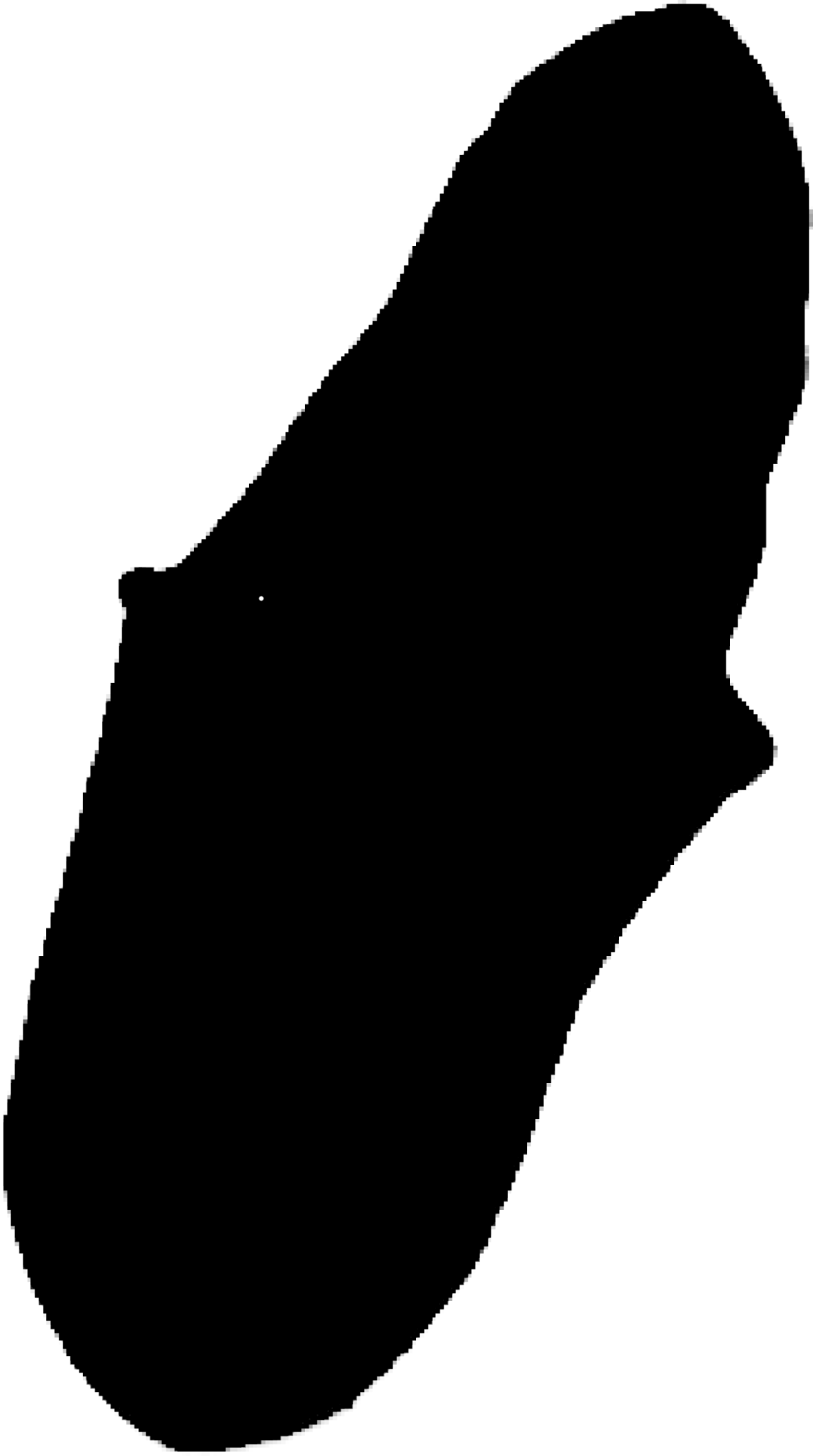 Xenoturbella bocki