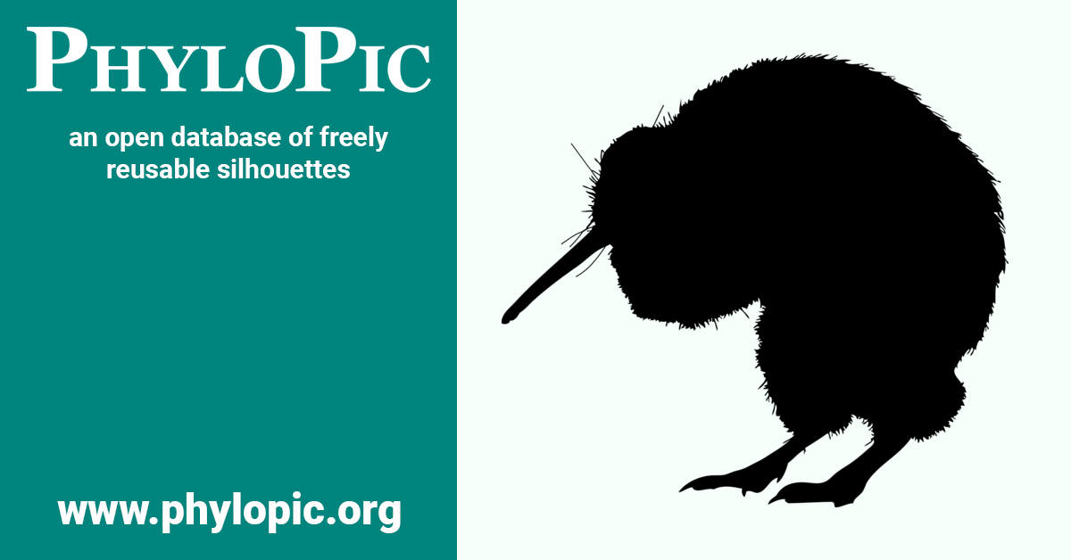 Apteryx australis PhyloPic