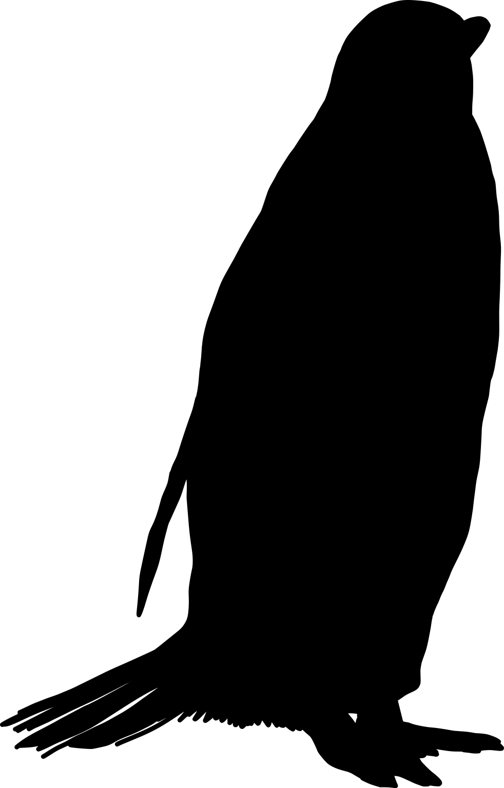 Pygoscelis papua
