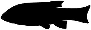 Acentrophorus