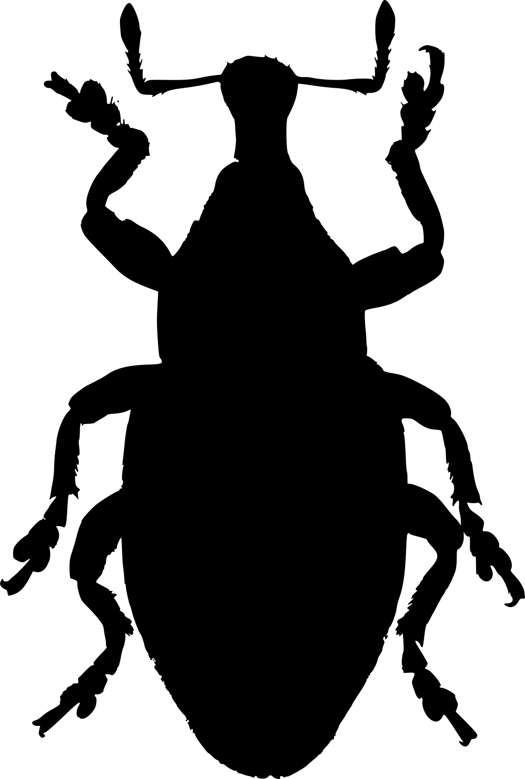 Lepyrus capucinus