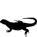 Leiocephalus carinatus