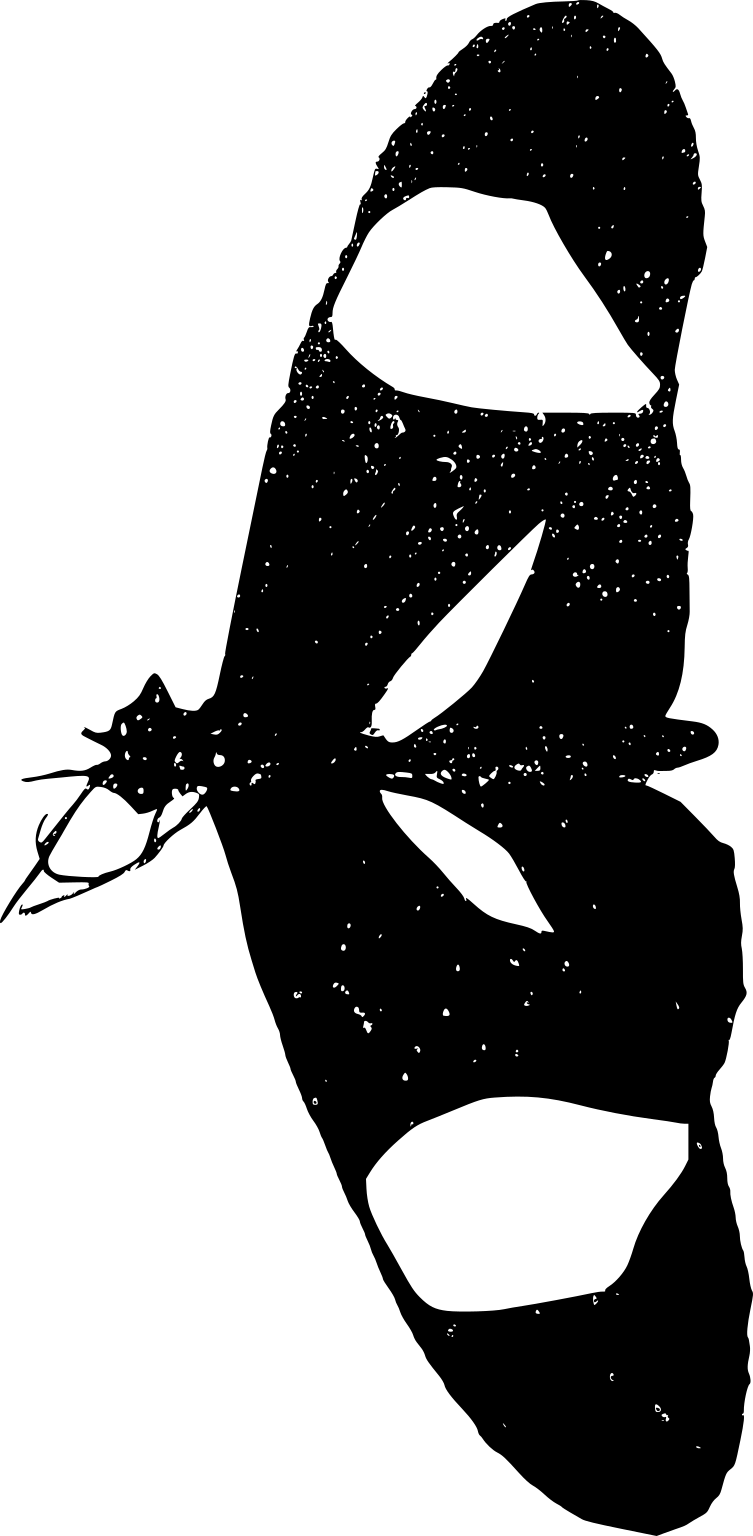 Heliconius erato