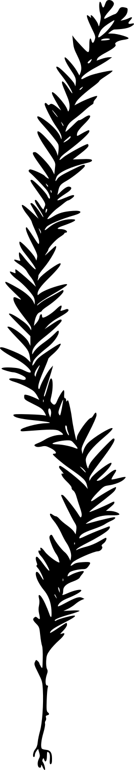 Tmesipteris elongata