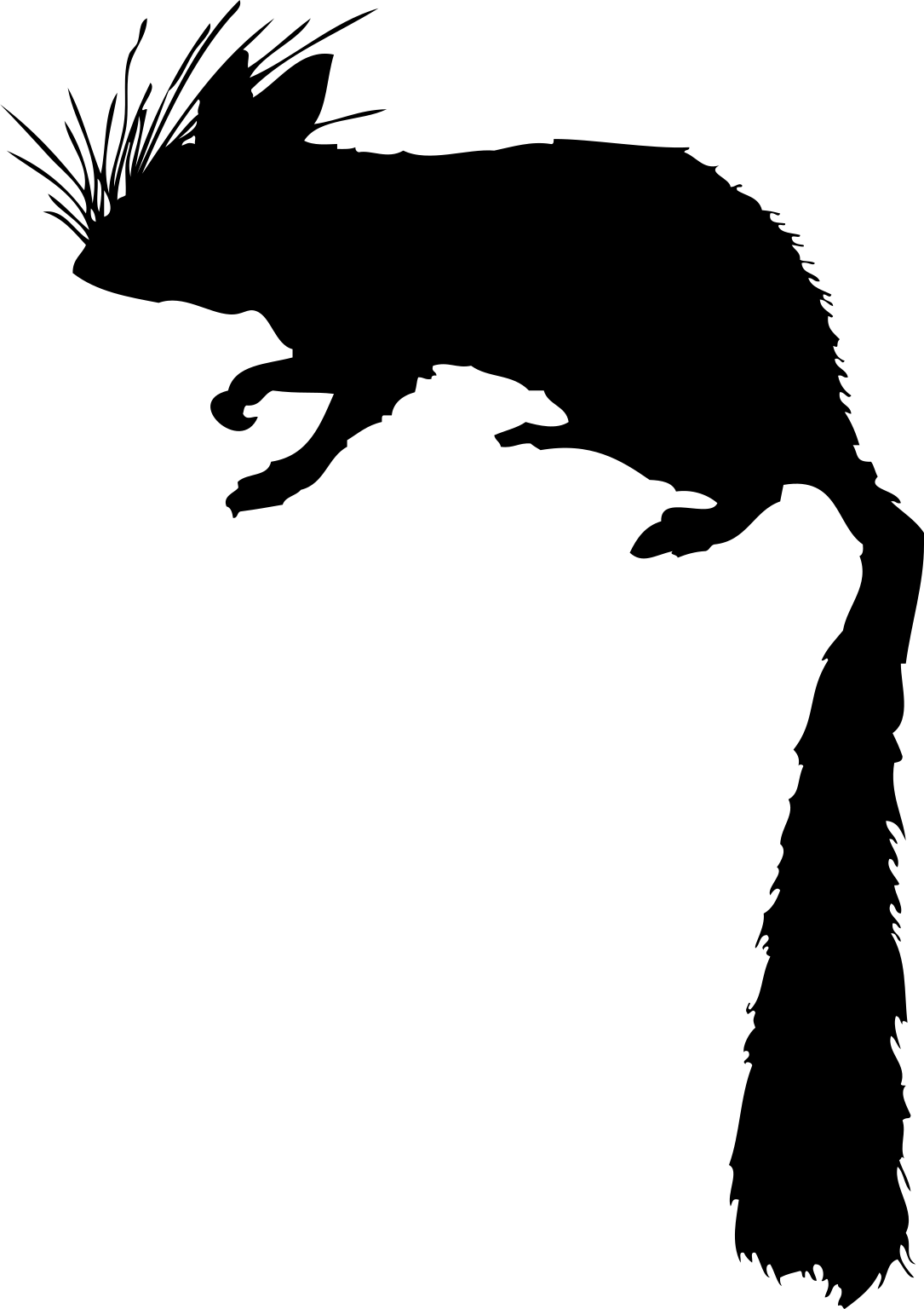 Platacanthomys lasiurus
