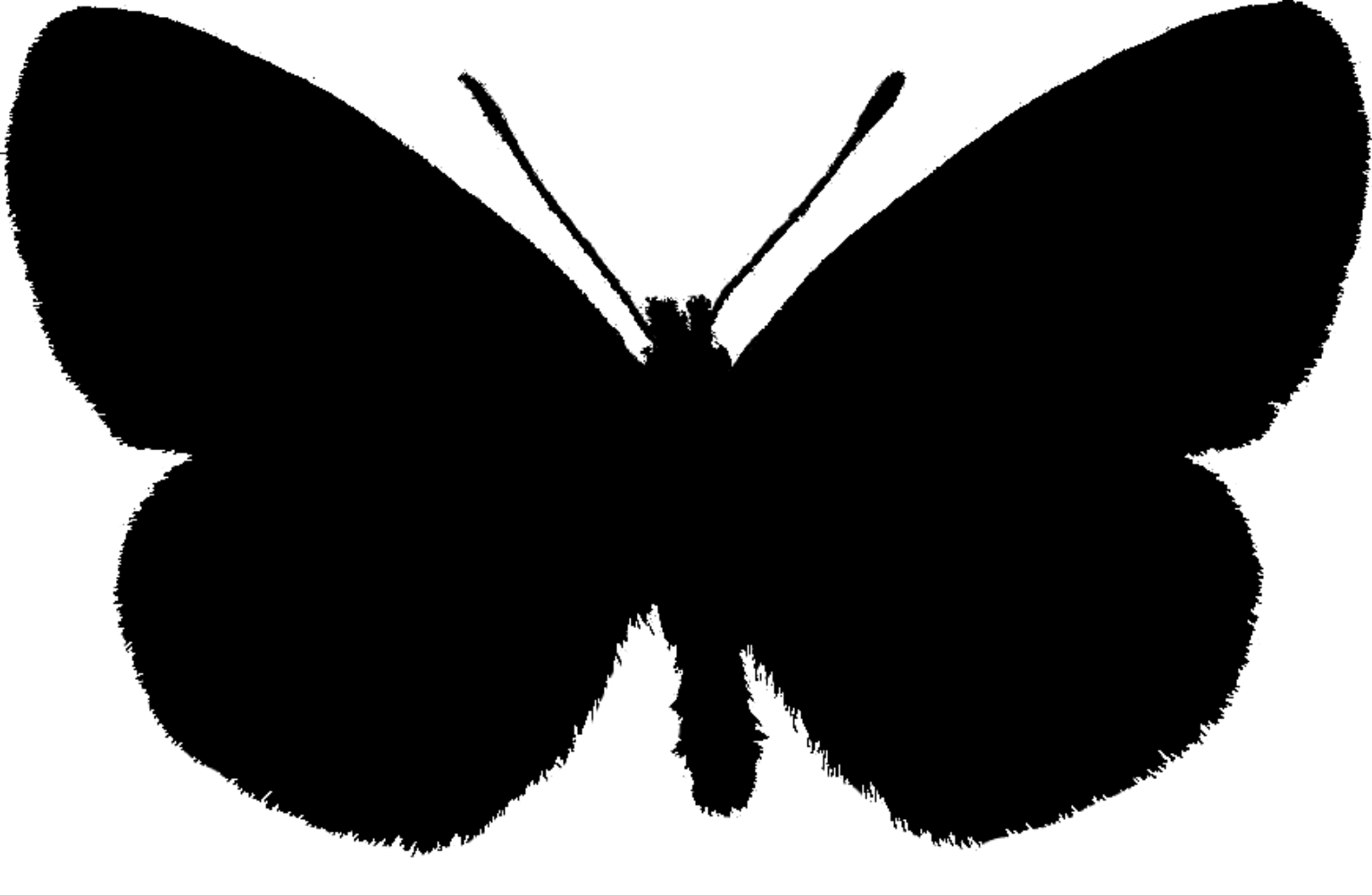 Mellicta athalia