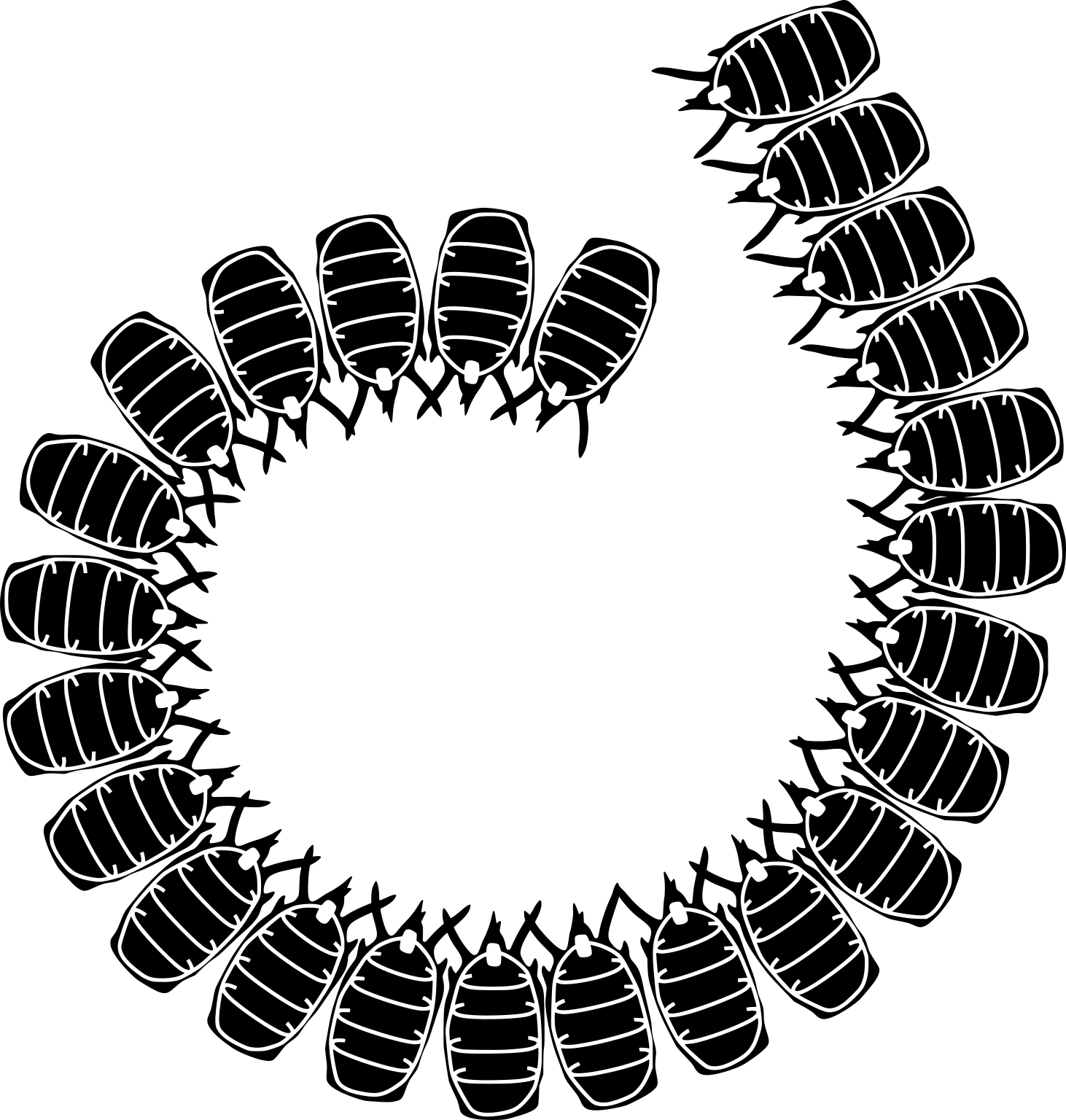 Salpidae